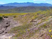 Death Valley in bloom with flowers